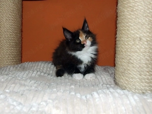 Pisicuță Maine Coon - imagine 2