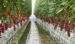 Angajam 3 persoane cu experienta pentru munca in agricultura in Elvetia - imagine 2