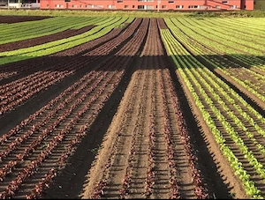 Angajam 3 persoane cu experienta pentru munca in agricultura in Elvetia - imagine 3