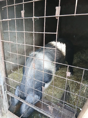 Vând vier bazna pentru montă