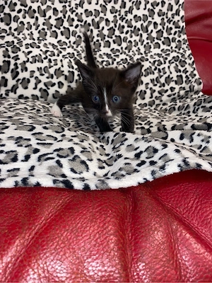 Dau spre adoptie pisicei  - imagine 2