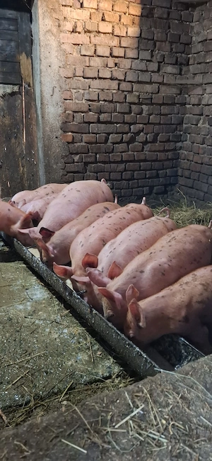 4 purceluși de vanzare