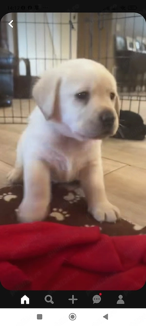 Labrador Retriever  - imagine 4