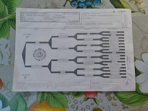 Vand femela ciobanesc bucovina cu pedigree - imagine 4