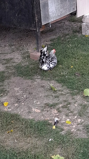 vând ouă de chabo 