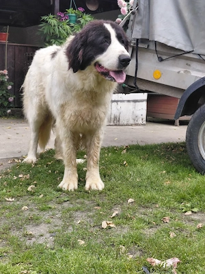 Vand femela ciobanesc bucovina cu pedigree - imagine 2