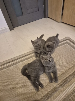 vand pui british Shorthair  - imagine 3