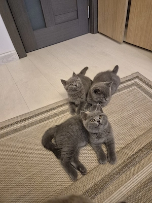 vand pui british Shorthair  - imagine 4
