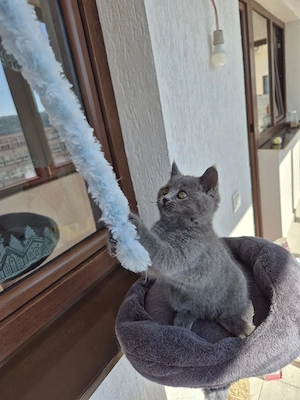 vand pui british Shorthair  - imagine 2