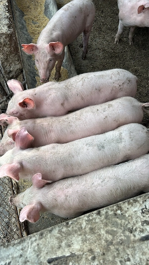 Căutăm casă nouă