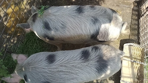 vand porci