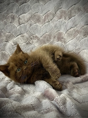 British şi Scottish Fold - imagine 3
