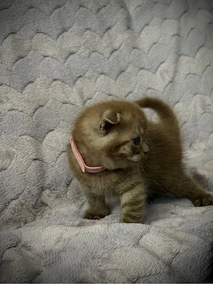 British şi Scottish Fold