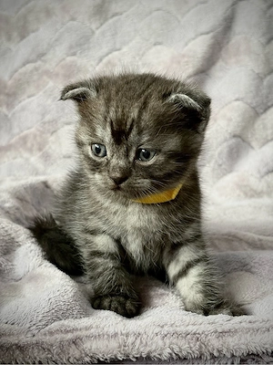 British şi Scottish Fold - imagine 2