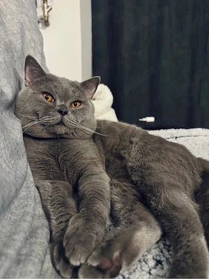 British şi Scottish Fold - imagine 5