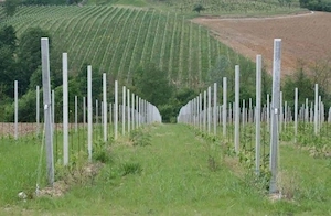 Vie de vanzare 14.000 m  Ottonel