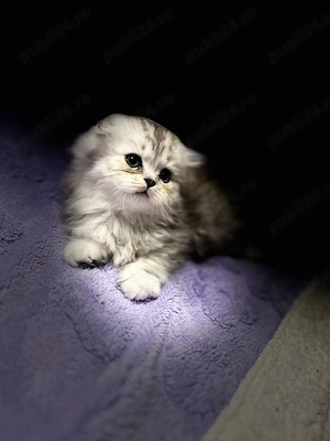 Scottish fold longhair pisicuta - imagine 4