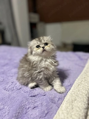 Scottish fold longhair pisicuta - imagine 2