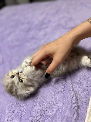 Scottish fold longhair pisicuta - imagine 5
