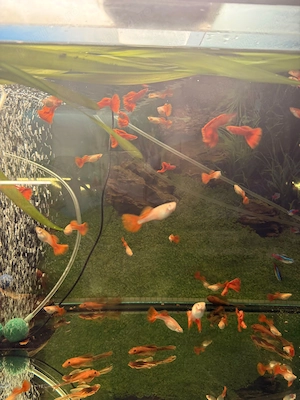 Guppy Albino Full Red 25 ron buc (sau mai ieftin angro) - imagine 3