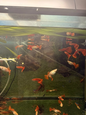 Guppy Albino Full Red 25 ron buc (sau mai ieftin angro) - imagine 2