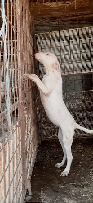 femelă  dog argentinian 3 luni 