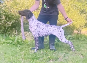 Brac german cu pedigree  - imagine 3