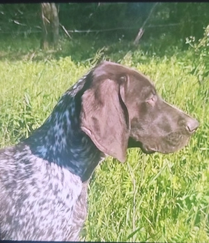Brac german cu pedigree  - imagine 2