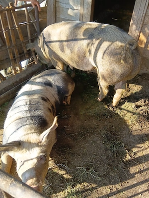 porci de vanzare - imagine 2