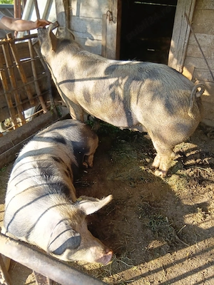 porci de vanzare