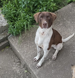  Brac German (corcit cu copoi ardelenesc?) Oferit pentru adoptie - abandonat sau pierdut, fara chip  - imagine 3
