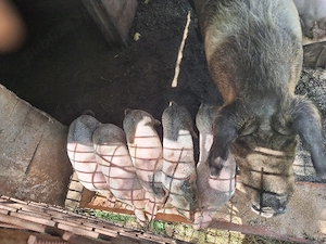 De vanzare , 7 purcei , 250 bucata