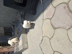 Labrador retriever
