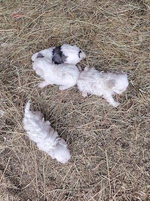 vand bichon  - imagine 3