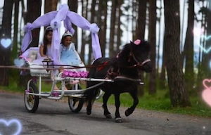 Ponei  ...cu trasura si accesorii pentru evenimente 