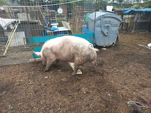 porc bio crescut natural 12 ron kg - imagine 3