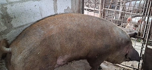 Scroafa duroc de sacrificat 