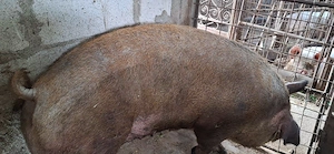 Scroafa duroc de sacrificat  - imagine 2