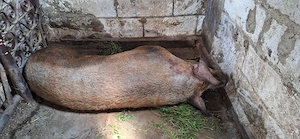 Scroafa duroc de sacrificat  - imagine 3