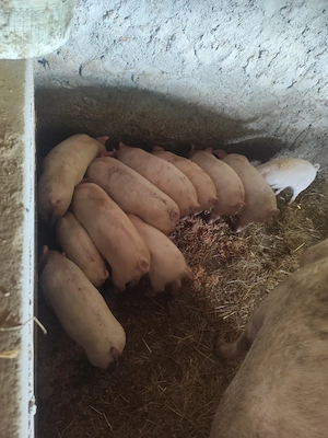 Vând purcei de 6 și 7 săptămâni și 2 grăsune  - imagine 2