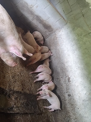 Vând purcei de 6 și 7 săptămâni și 2 grăsune 