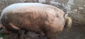 Porc marele alb de sacrificat - 500 + kg -