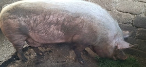 Porc marele alb de sacrificat - 500 + kg - - imagine 2
