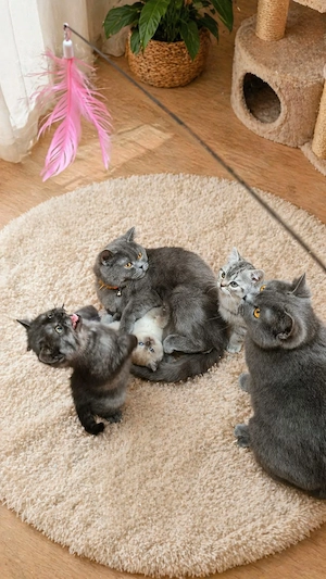 Pui British Shorthair14 saptamani - imagine 4