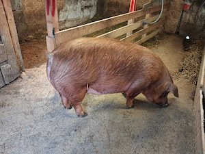 Scroafa duroc si porc castrat - imagine 2