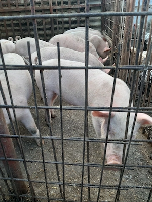 cauta casă noua