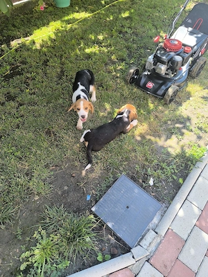 puiuti beagle tricolor 3 luni  - imagine 4