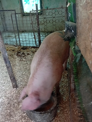 porci de vânzare  - imagine 2