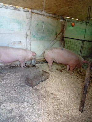 porci de vânzare 