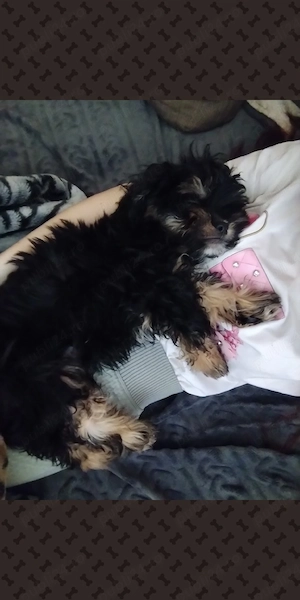 De vanzare catel metis yorkshire terrier si bichon maltez  - imagine 3